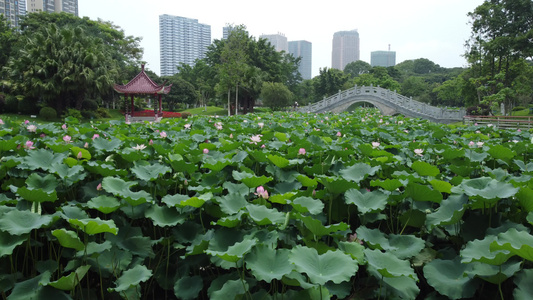 荷花 荷花池美景 航拍视频