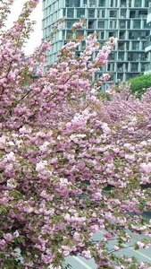 城市樱花街道航拍视频