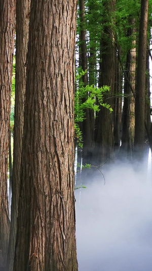 实拍湿地公园水杉群植被视频素材12秒视频