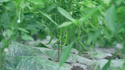 4k农村菜地绿色蔬菜辣椒视频