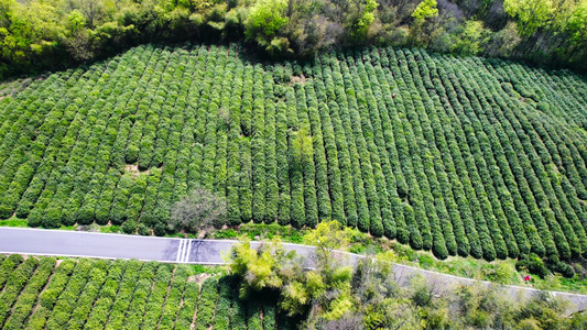 4K航拍春季茶山春茶采茶茶叶视频