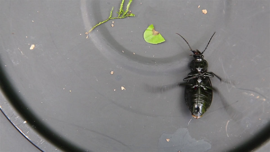 在金属表面的黑甲虫地面甲虫上翻过背无法站立视频