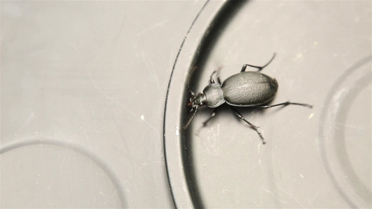 金属表面闭合的黑甲虫视频