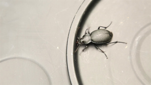 金属表面闭合的黑甲虫18秒视频