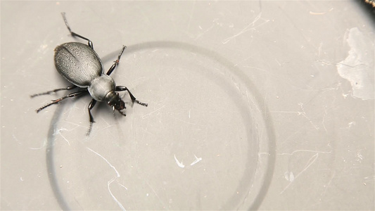 金属表面封闭上的黑甲虫地面甲虫视频