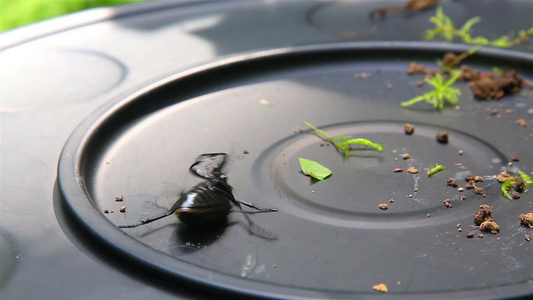 黑甲虫地上的甲虫翻过身来无法站起来视频