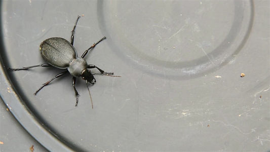 在金属表面的黑甲虫地面甲甲虫Hd1920x1080视频