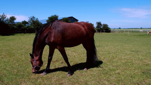 在一个阳光明媚的一天马匹在野外吃草24秒视频