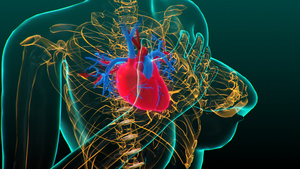 3D人体医疗心脏跳动15秒视频
