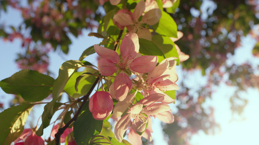 粉红色的樱桃在明亮的日出天空中绽放视频