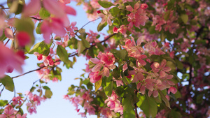 美丽的樱花景色与迷人的蓝色日出天空15秒视频