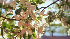 傍晚时分苹果树的花朵在宁静的夕阳下绽放24秒视频