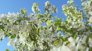 春日苹果花在晴朗的天空中绽放18秒视频