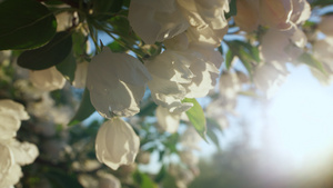 在春天的日子里苹果花开着金色的阳光21秒视频