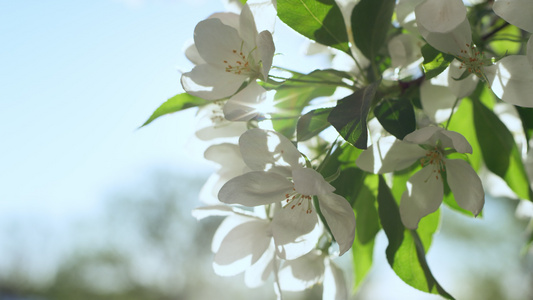 树上的花朵在特写镜头中绽放出惊人的灿烂阳光视频