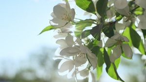树上的花朵在特写镜头中绽放出惊人的灿烂阳光16秒视频