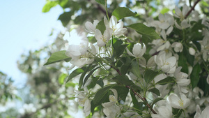 白色的树花在特写镜头中绽放20秒视频