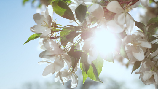 苹果树的花朵在晴朗的蓝天下绽放视频