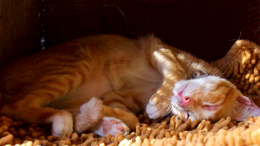 一只可爱的姜小猫紧紧地改变着睡眠姿势视频
