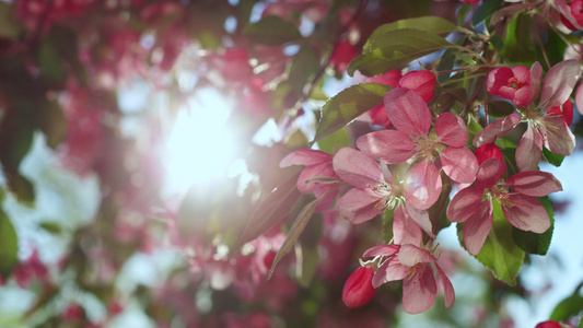 美丽的樱花树在金色的阳光下绽放视频