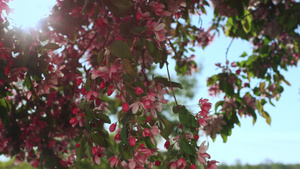 樱花盛开在万里无云的天空与金色灿烂的阳光下12秒视频