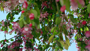 在温暖的春天花园里樱花盛开在湛蓝无云的天空下16秒视频
