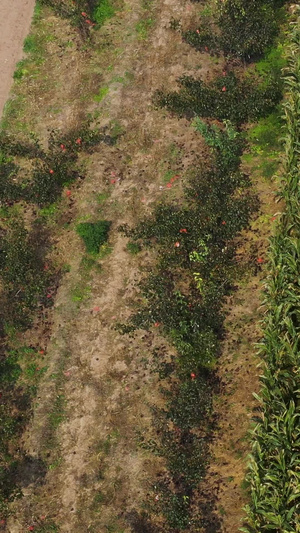 农业机械化收割机航拍素材陕西乡村46秒视频