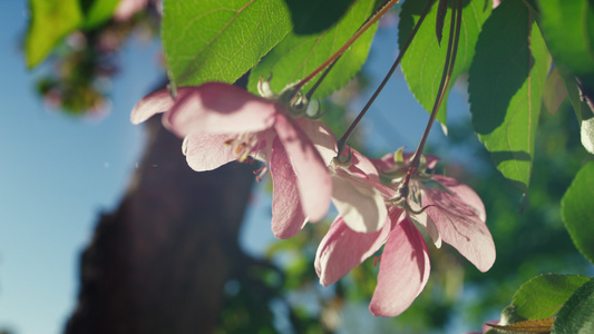 粉红色的樱花花瓣在万里无云的天空特写视频