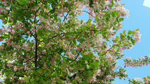 美丽的樱花树视图反对天空26秒视频