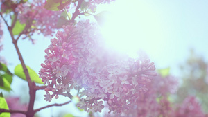 粉红色的树樱花在阳光下绽放10秒视频