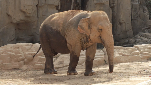 亚洲象实拍视频视频
