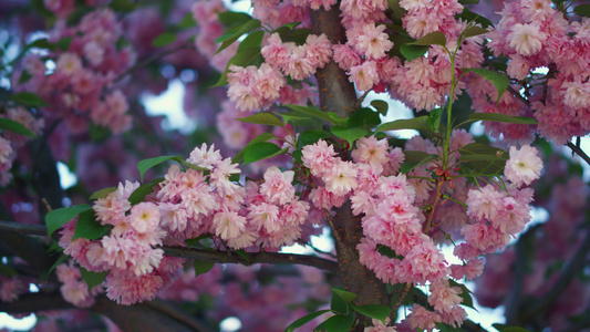 五颜六色的樱花花卉景观与粉红色的花瓣视频