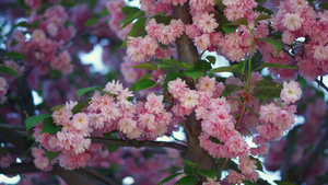 五颜六色的樱花花卉景观与粉红色的花瓣22秒视频