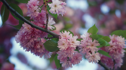 五颜六色的树花在特写镜头中绽放蓝天视频