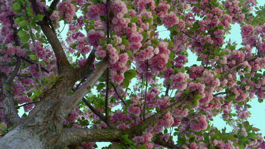 从下面的花园景观中盛开的樱花视频