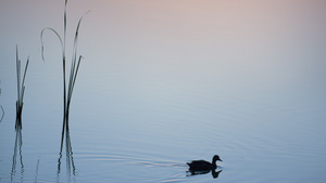 野鸭在日出时游泳湖14秒视频