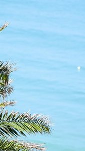 海边风中摇摆的椰子树沙滩海洋视频