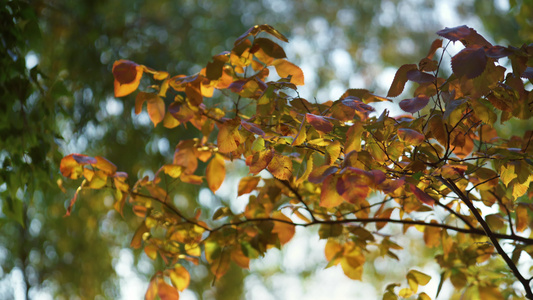 秋天的花园五颜六色的树叶阳光灿烂的日子视频