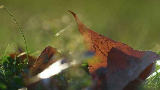 棕色干叶躺在草地上阳光特写视频
