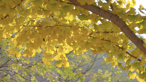 秋季自然风光金黄的银杏叶4K视频35秒视频