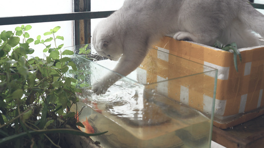 4k 动物世界 猫抓水缸里的鱼视频