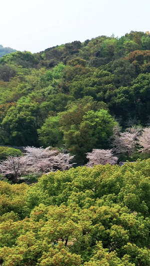 航拍苏州上方山国家森林公园百花节32秒视频