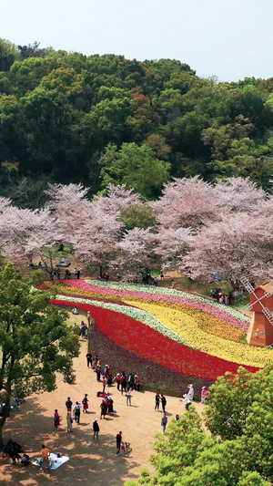 航拍苏州上方山国家森林公园百花节32秒视频