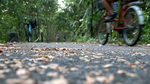 幸福家庭骑着自行车在红绿林的赛道上42秒视频