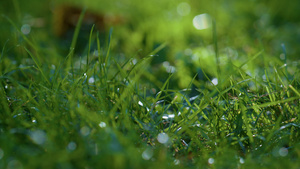 清澈的露水闪耀着绿草14秒视频