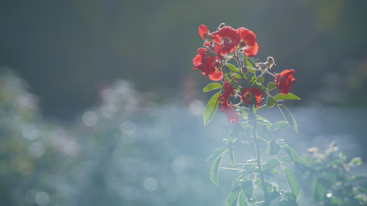 特写镜头红色野花早晨雾背景视频