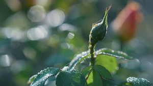绿色的玫瑰花蕾叶上覆盖着闪亮的露珠12秒视频