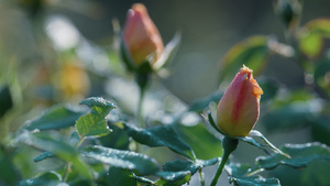 温柔的玫瑰花蕾阳光灿烂的日子16秒视频