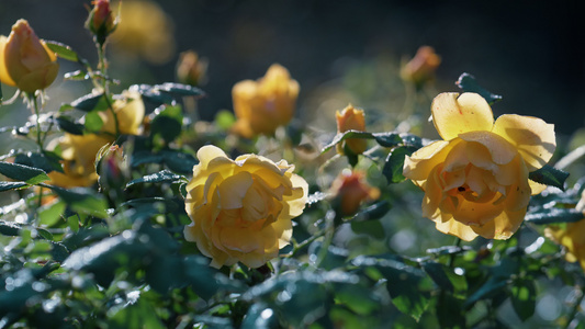 美丽的黄玫瑰生长在绿色的灌木丛中视频
