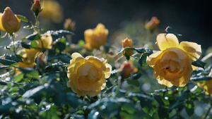 美丽的黄玫瑰生长在绿色的灌木丛中13秒视频